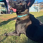 Gracie Lou joined the competition — help win amazing prizes! dog, black_dog, collar, tongue_out, ears_up, outdoor, grass, sunlight, backyard, pet, canine, happy, playful, animal, summer, nature, domestic_animal, mammal, resting, daytime