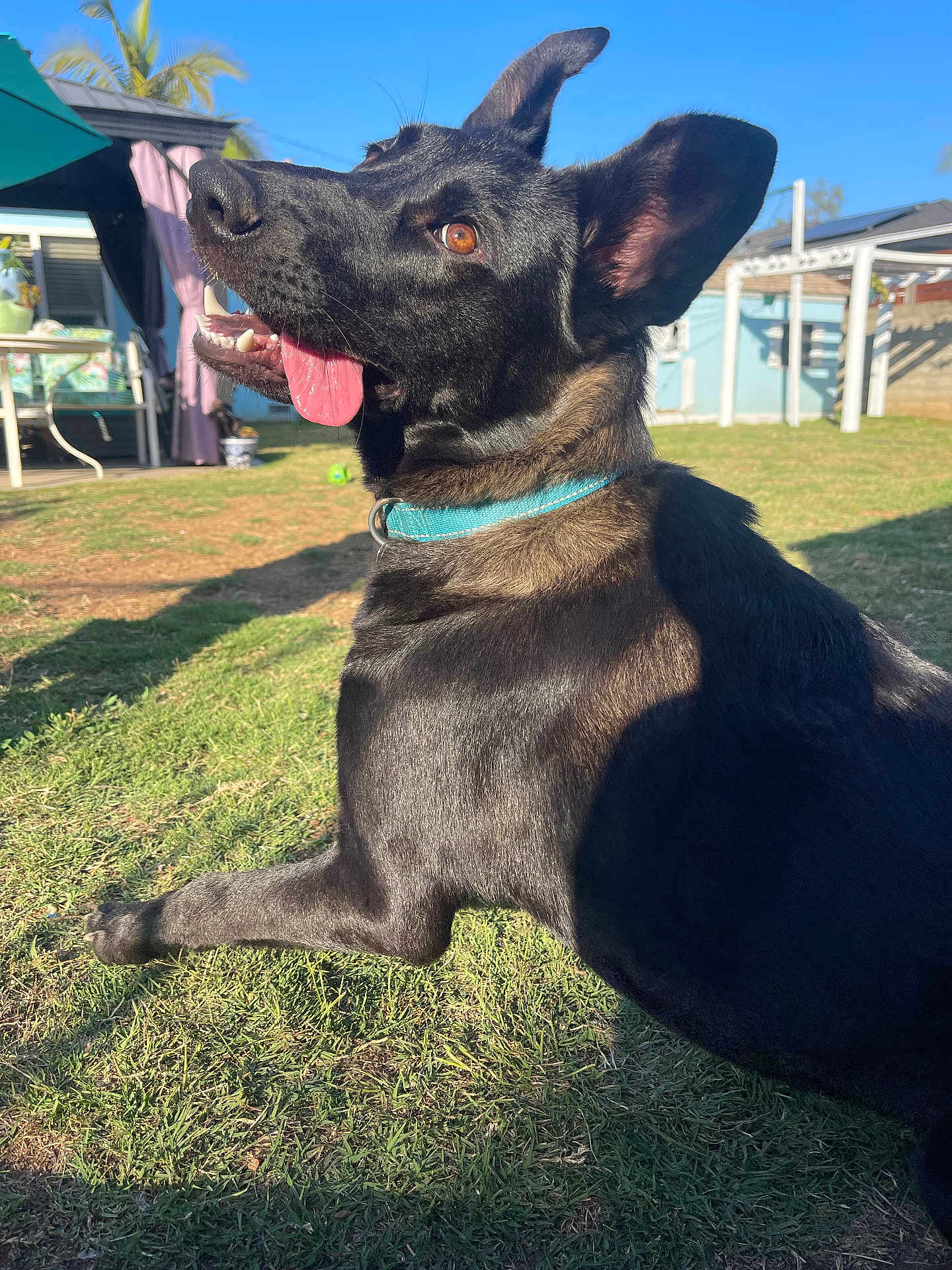 Gracie Lou joined the competition — help win amazing prizes! dog, black_dog, collar, tongue_out, ears_up, outdoor, grass, sunlight, backyard, pet, canine, happy, playful, animal, summer, nature, domestic_animal, mammal, resting, daytime