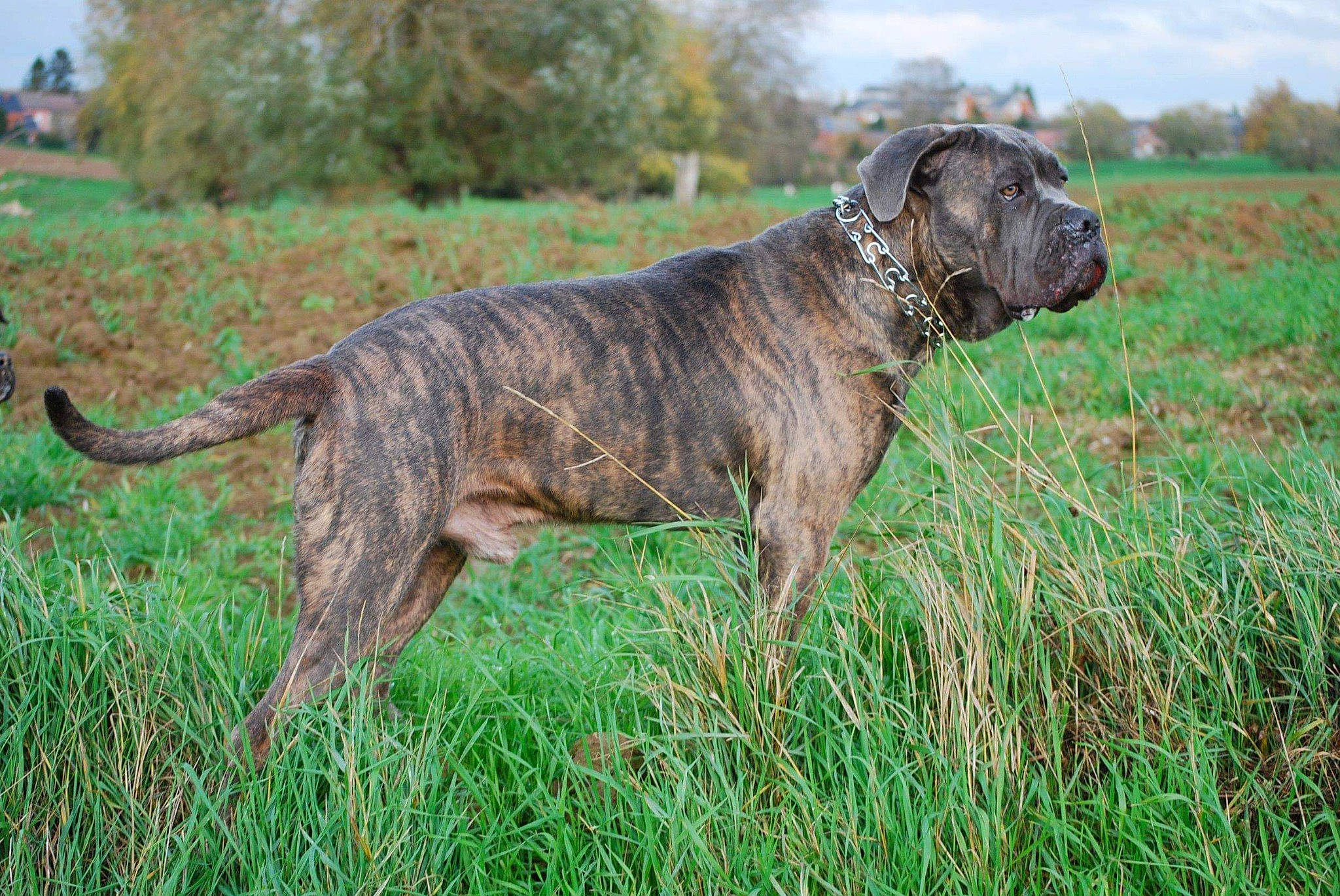 Crunch participe au concours pour gagner de l'argent avec cette photo : canidae, carnivore, collar, companion_dog, dog, dog_breed, fawn, field, grass, grass_family, grassland, groundcover, liver, mammal, meadow, prairie, snout, sporting_group, tail, working_animal