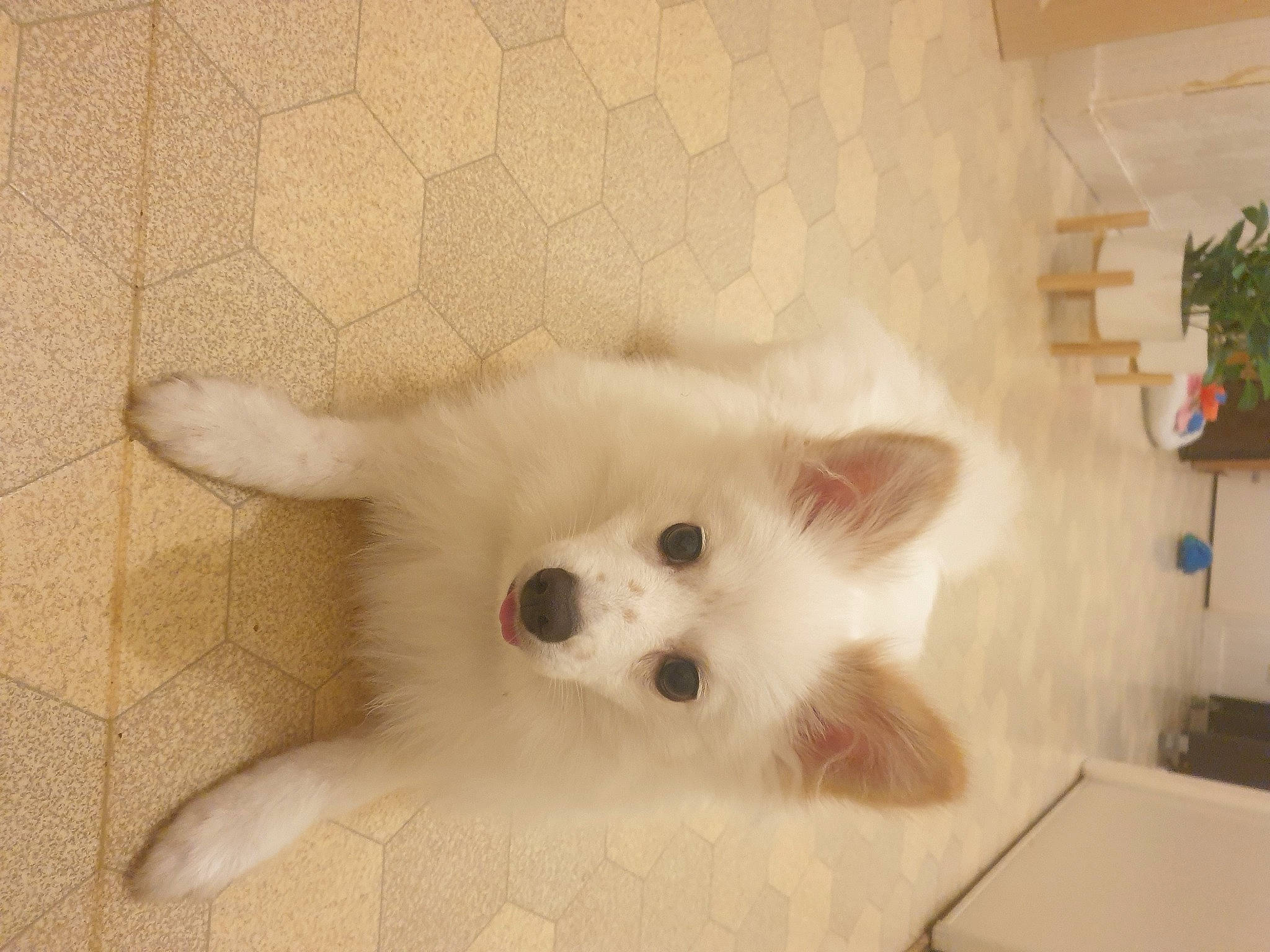 Ulysse a rejoint le concours — aidez-le/la à gagner de superbes lots ! canidae, carnivore, companion_dog, dog, dog_breed, dog_supply, fawn, felidae, flooring, fur, german_spitz, small_to_medium_sized_cats, snout, spitz, sporting_group, tail, toy_dog, volpino_italiano, whiskers, working_animal