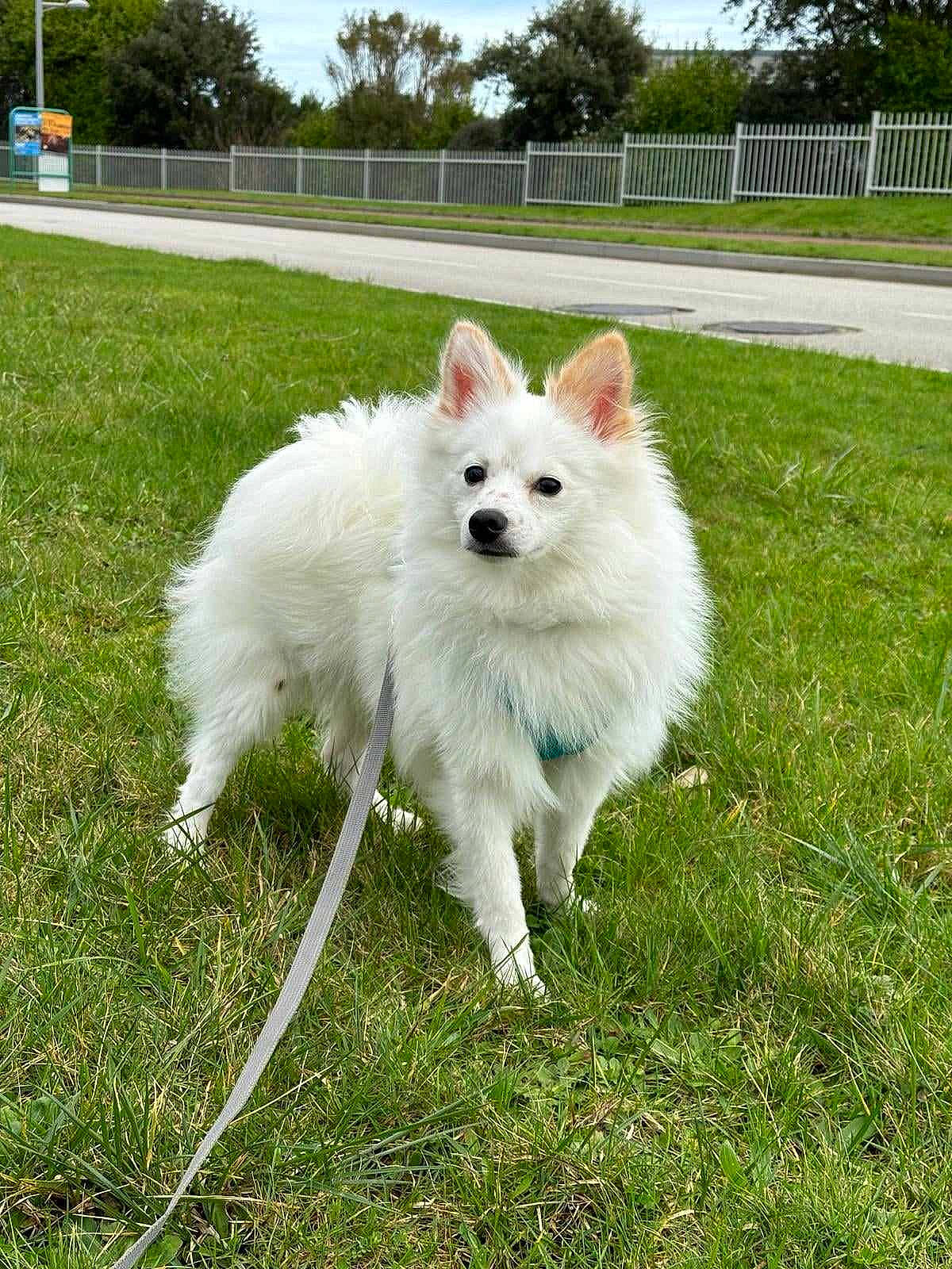 Ulysse a rejoint le concours — aidez-le/la à gagner de superbes lots ! american_eskimo_dog, canidae, carnivore, collar, companion_dog, dog, dog_breed, fence, german_spitz, grass, indian_spitz, japanese_spitz, non_sporting_group, plant, samoyed, sky, spitz, sporting_group, tree, volpino_italiano