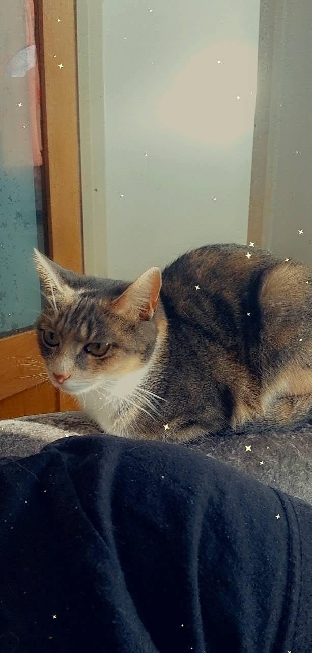 Elsa is registered to the contest to win money with this photo: carnivore, cat, comfort, domestic_short_haired_cat, door, felidae, fur, paw, sitting, small_to_medium_sized_cats, snout, tail, whiskers, window, wood