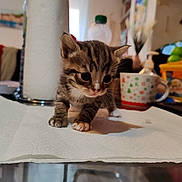 Athéna participe au concours pour gagner de l'argent avec cette photo : background, cat, container, cozy, curious, decor, domestic, feline, household, indoor, kitchen, kitten, mug, paper_towel, pet, small, soft_lighting, tabby, table, young