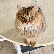 Nova joined the competition — help win amazing prizes! animal, beige, cat, closeup, curious, cute, domestic_animal, feline, fluffy, fur, green_eyes, indoor, looking_up, mammal, paws, pet, portrait, tabby, table, whiskers