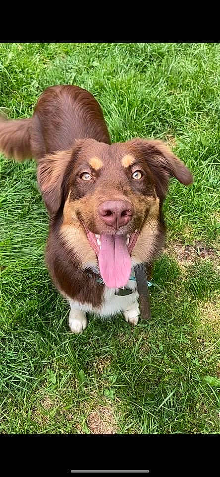 Penelope is registered to the contest to win money with this photo: australian_collie, australian_kelpie, australian_shepherd, border_collie, canidae, carnivore, companion_dog, dog, dog_breed, english_shepherd, grass, herding_dog, liver, mammal, miniature_australian_shepherd, puppy, sporting_group, vertebrate, welsh_sheepdog, working_dog