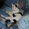 cat, kitten, animal, pet, black_and_white, spotted, lying_down, relaxed, face, eyes, ears, whiskers, tail, paws, blanket, bed, indoors, portrait, flash_photography, cozy