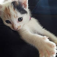 Maya participe au concours pour gagner de l'argent avec cette photo : kitten, cat, calico, white_fur, orange_patches, black_patches, blue_eyes, paw, outstretched_paw, stretching, lying_down, indoor, chair, window, natural_light, portrait, close_up, cute, pet, cozy