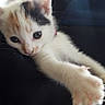 kitten, cat, calico, white_fur, orange_patches, black_patches, blue_eyes, paw, outstretched_paw, stretching, lying_down, indoor, chair, window, natural_light, portrait, close_up, cute, pet, cozy