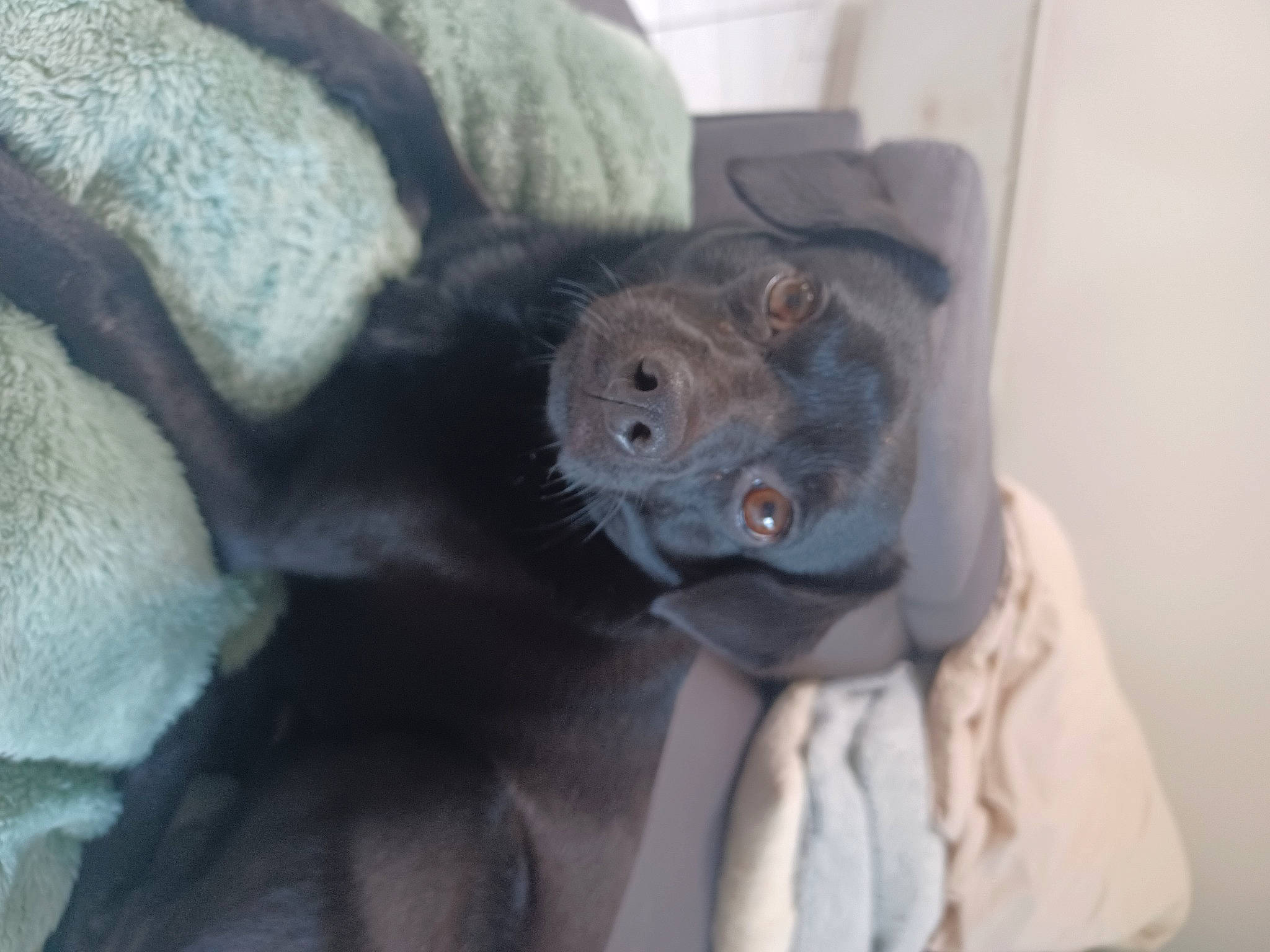 Cookies a rejoint le concours — aidez-le/la à gagner de superbes lots ! canidae, carnivore, claw, comfort, companion_dog, dog_breed, fawn, felidae, fur, grey, non_sporting_group, paw, small_to_medium_sized_cats, sporting_group, stuffed_toy, terrestrial_animal, toy, whiskers, window, working_animal