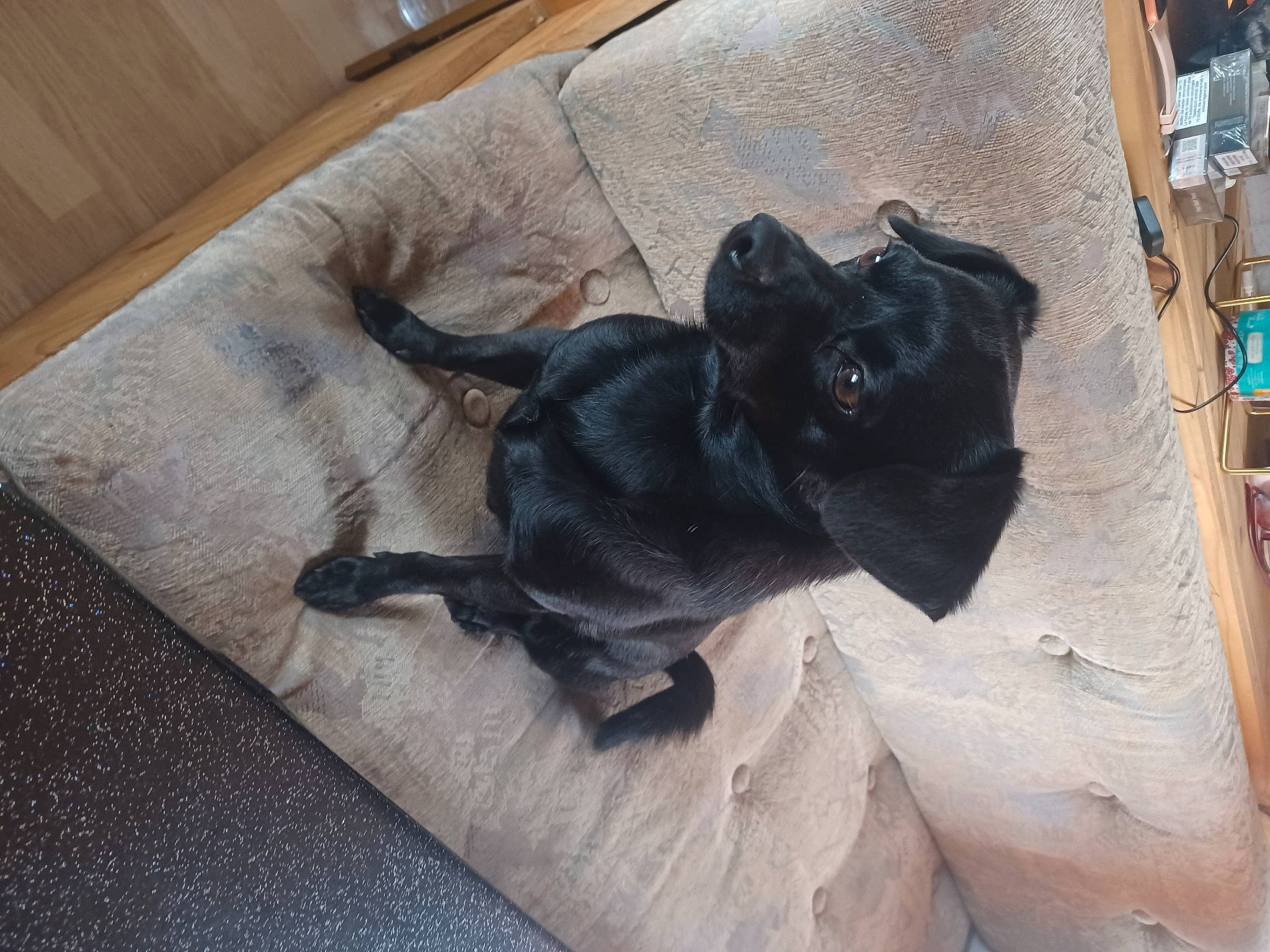 Cookies participe au concours pour gagner de l'argent avec cette photo : black_cat, carnivore, claw, comfort, companion_dog, dog, dog_breed, fawn, felidae, flooring, fur, grey, hardwood, small_to_medium_sized_cats, snout, sporting_group, tail, whiskers, wood, working_animal