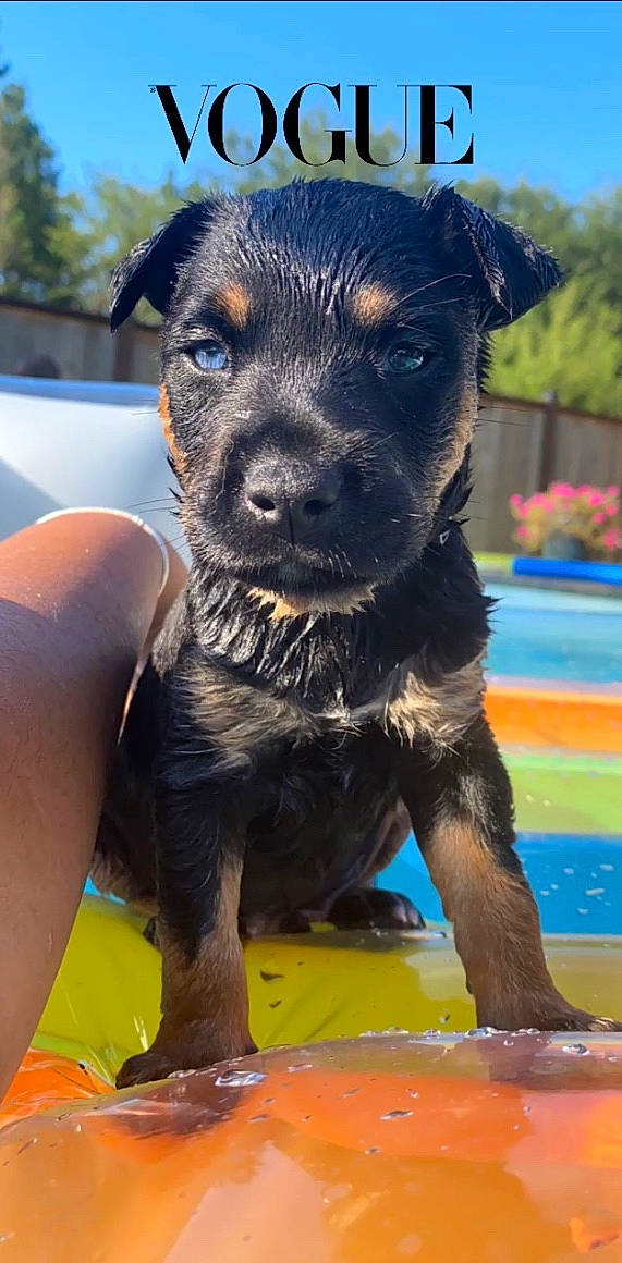 Maxx is registered to the contest to win money with this photo: black_and_tan_terrier, canidae, carnivore, companion_dog, dog, dog_breed, jagdterrier, mammal, puppy, rare_breed_dog, rottweiler, snout, sporting_group, vertebrate