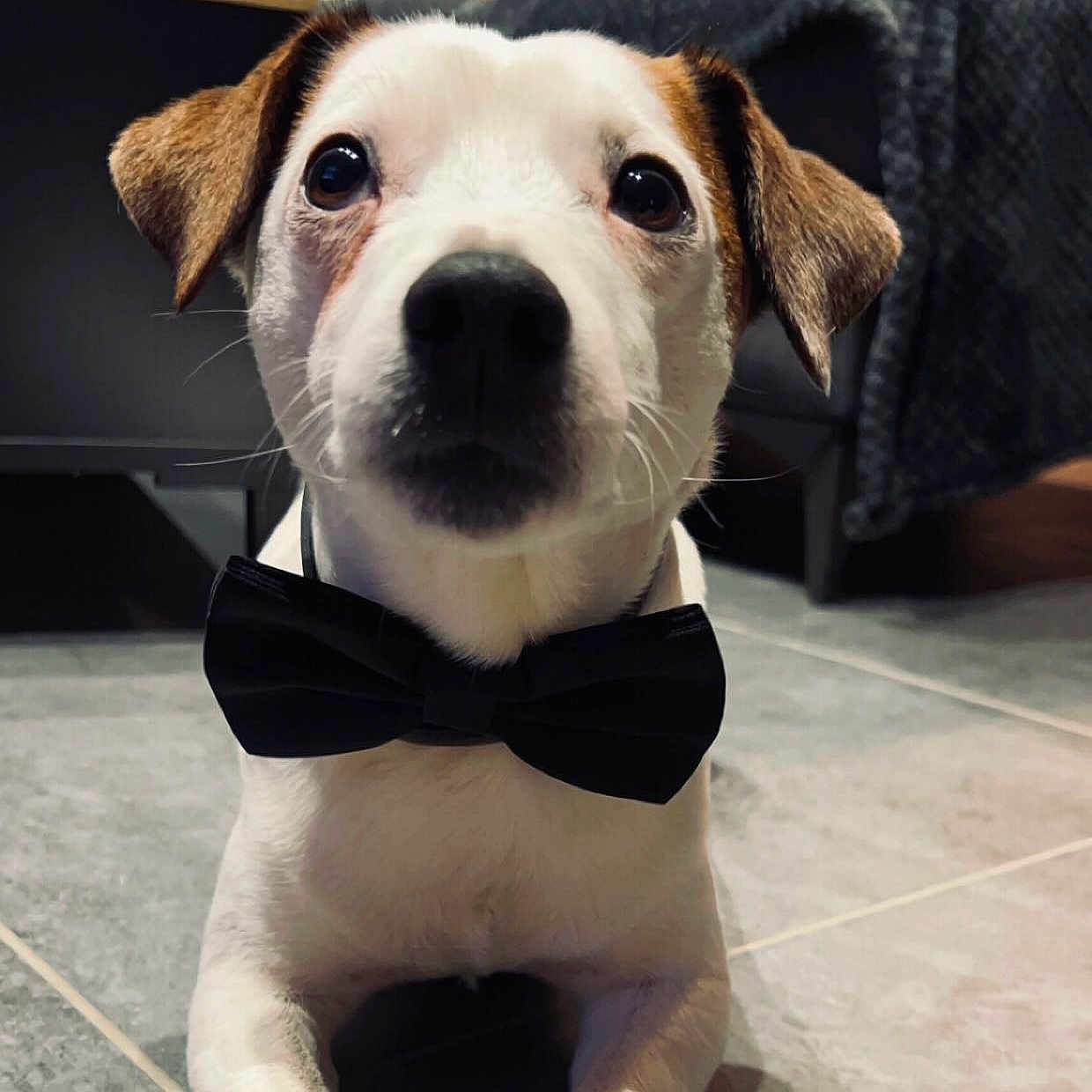 Obi a rejoint le concours — aidez-le/la à gagner de superbes lots ! accessories, animal, bowtie, boy, canine, child, couch, dog, face, formalwear, furniture, head, hound, male, person, pet, photography, portrait, puppy, tie