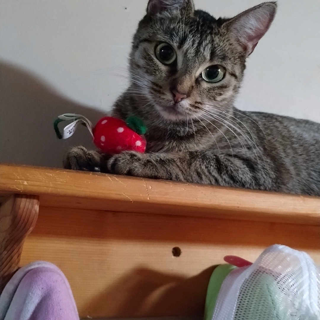 Freya is registered to the contest to win money with this photo: animal, cat, child, closet, clothing, couch, cupboard, drawer, face, female, footwear, furniture, head, kitten, person, pet, photography, portrait, shelf, shoe