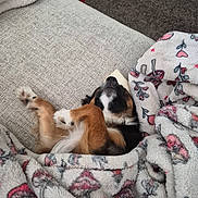 Spud Muffin joined the competition — help win amazing prizes! blanket, carpet, couch, cozy, cute, dog, fur, fur_color, heart_pattern, indoor, mushroom_pattern, patterned_blanket, paw, pet, puppy, red_chair, resting, sleeping, snuggled, soft