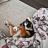 puppy, dog, blanket, couch, sleeping, cozy, fur, paw, patterned_blanket, heart_pattern, mushroom_pattern, indoor, carpet, red_chair, cute, pet, resting, snuggled, fur_color, soft