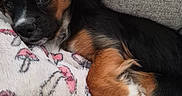 Spud Muffin is registered to the contest to win money with this photo: animal, black, blanket, brown, closeup, couch, cozy, cute, dog, face, fur, indoors, paw, pet, puppy, resting, sleepy, small, white, young