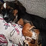 puppy, dog, pet, cute, cozy, blanket, fur, animal, resting, indoors, couch, brown, black, white, sleepy, paw, closeup, face, small, young