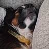 dog, sleeping, close_up, nose, fur, collar, black_fur, brown_fur, white_fur, cushion, blanket, indoor, resting, pet, cozy, relaxation, animal, texture, snout, peaceful