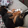 dog, sleeping, blanket, couch, fur, paw, cozy, rest, pet, indoor, animal, brown, black, white, soft, relax, comfort, furniture, closeup, laying
