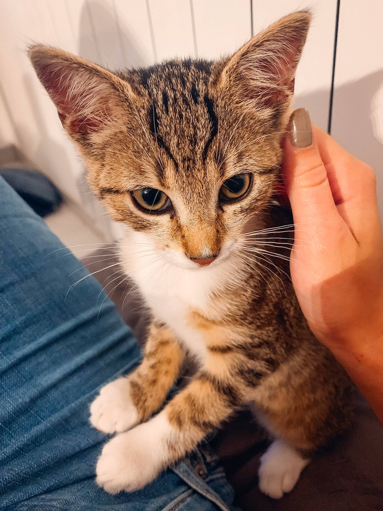 Sangria a rejoint le concours — aidez-le/la à gagner de superbes lots ! carnivore, cat, claw, comfort, domestic_short_haired_cat, felidae, fur, nail, paw, sitting, small_to_medium_sized_cats, snout, terrestrial_animal, whiskers, wildlife