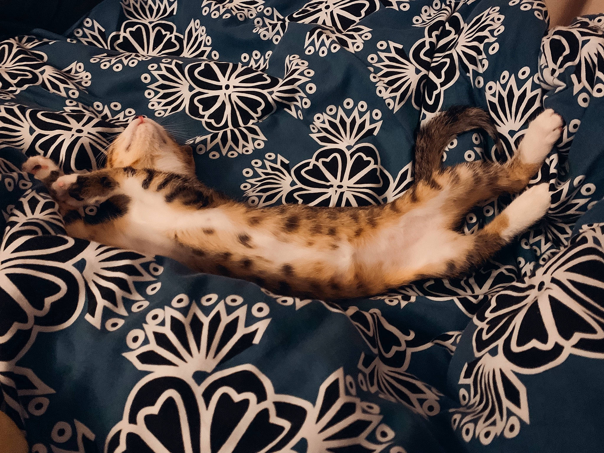 Sangria participe au concours pour gagner de l'argent avec cette photo : art, carnivore, cat, comfort, fawn, felidae, flooring, foot, fur, human_leg, linens, organism, pattern, small_to_medium_sized_cats, tail, textile, tree, twig, visual_arts, whiskers