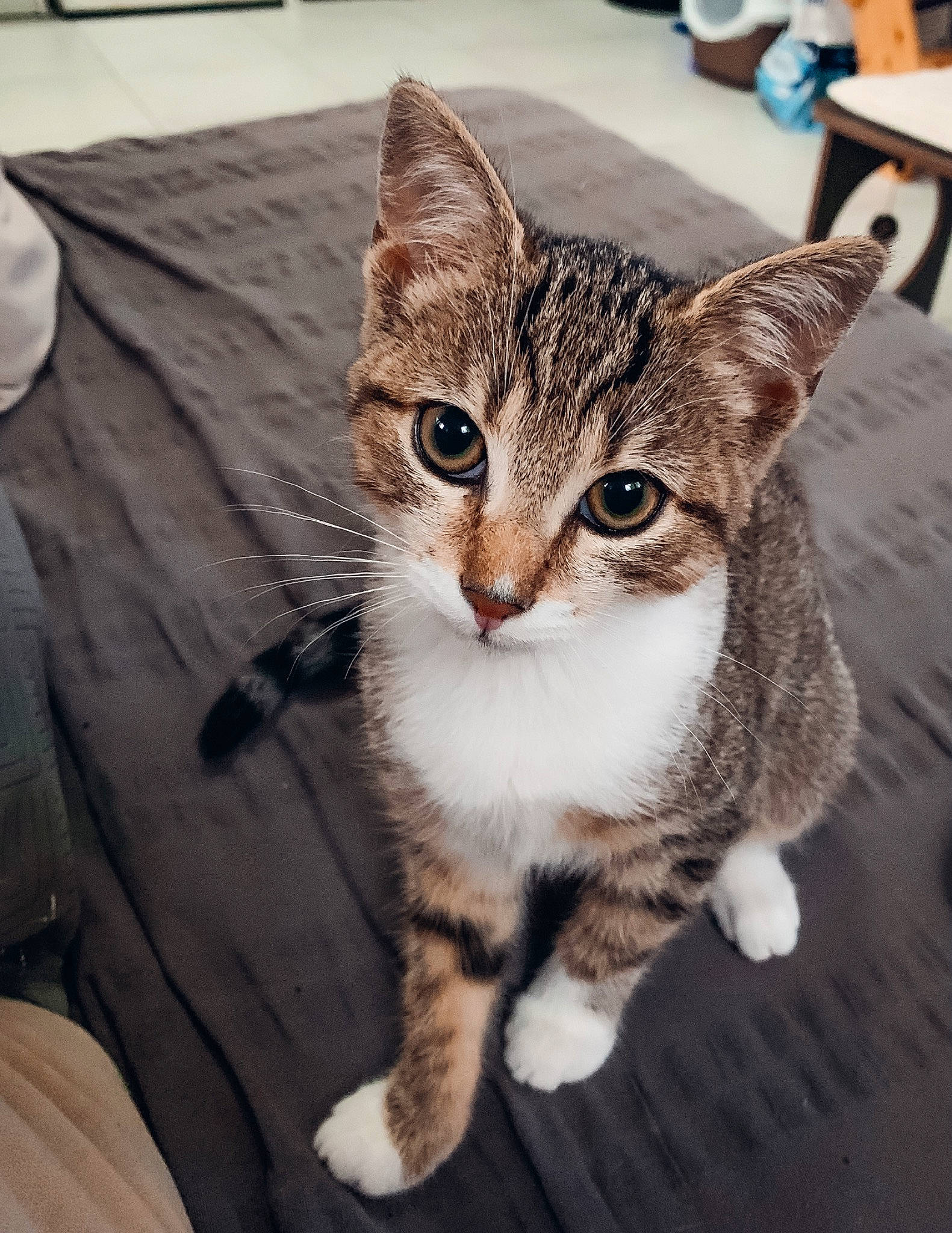 Sangria a rejoint le concours — aidez-le/la à gagner de superbes lots ! carnivore, cat, claw, comfort, domestic_short_haired_cat, felidae, foot, fur, paw, sitting, small_to_medium_sized_cats, tail, terrestrial_animal, whiskers, window