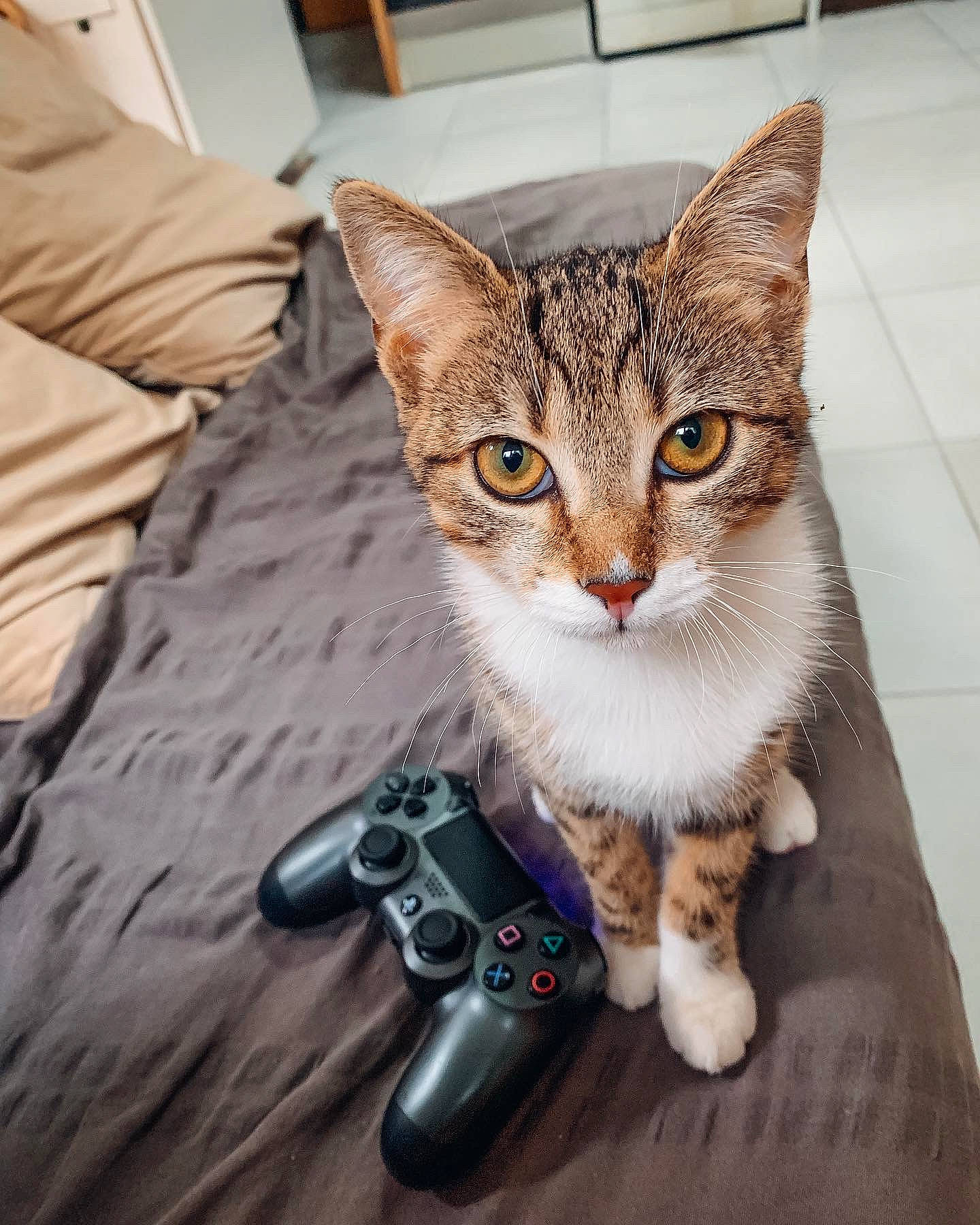 Sangria participe au concours pour gagner de l'argent avec cette photo : carnivore, cat, claw, domestic_short_haired_cat, fawn, felidae, foot, fur, game_controller, human_leg, lap, paw, sitting, small_to_medium_sized_cats, snout, tail, video_game_console, whiskers, window
