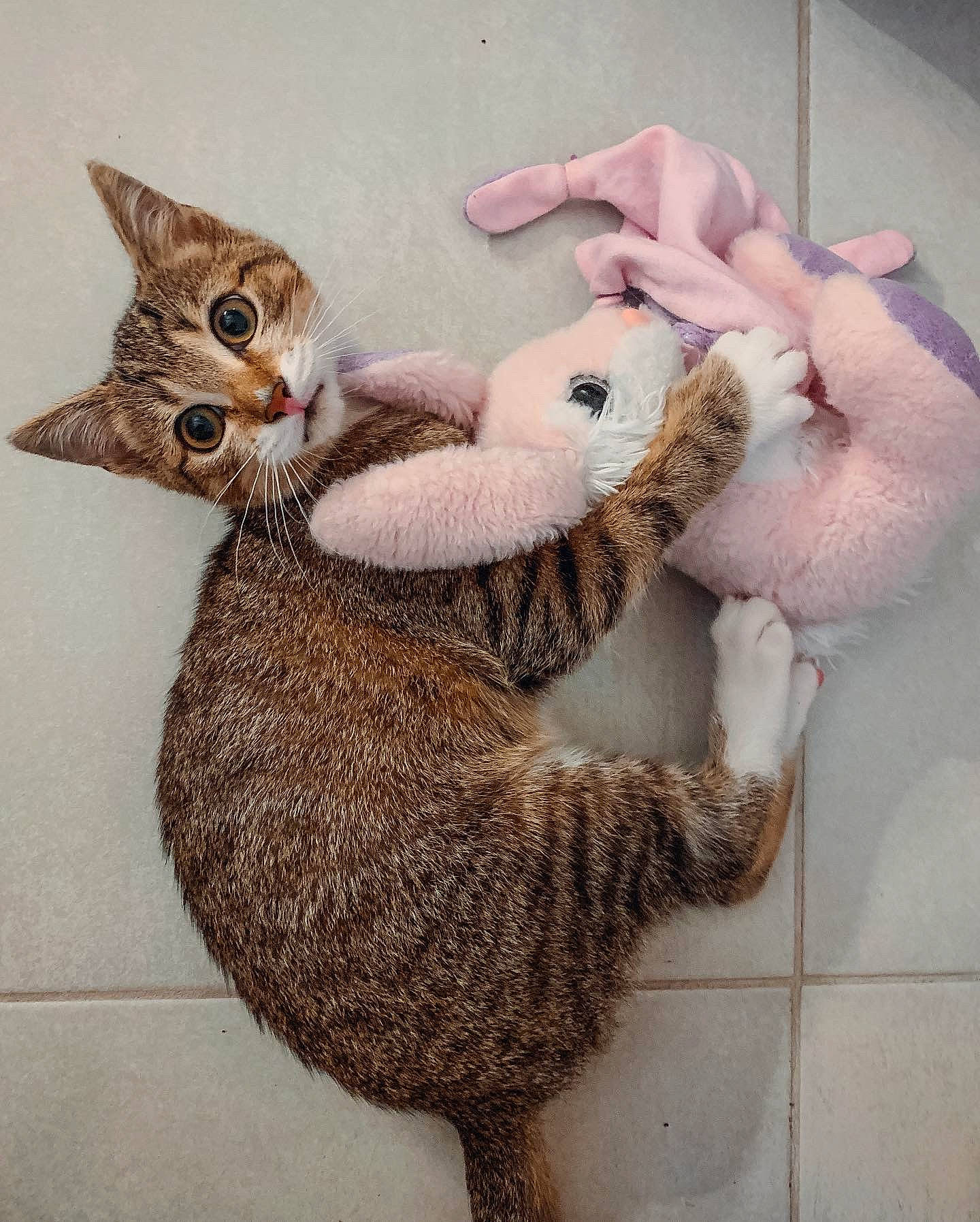 Sangria participe au concours pour gagner de l'argent avec cette photo : art, carnivore, cat, claw, domestic_short_haired_cat, ear, fawn, felidae, fur, hand, illustration, paw, shelf, small_to_medium_sized_cats, snout, stuffed_toy, tail, terrestrial_animal, toy, whiskers