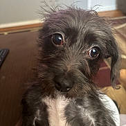 Shadow is registered to the contest to win money with this photo: big_eyes, black_fur, carpet, close_up, couch, curious_expression, dog, furry, hand, head_tilt, indoor, living_room, nose, pet, portrait, puppy, remote_control, whiskers, white_chest, wood_floor
