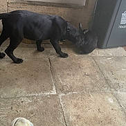 Ario a rejoint le concours — aidez-le/la à gagner de superbes lots ! dog, cat, black_dog, black_cat, tile_floor, trash_bin, foot, slipper, indoor, pet, animal, curious, interaction, collar, concrete_wall, daylight, shadow, floor_tiles, domestic, house