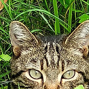 Jojo a rejoint le concours — aidez-le/la à gagner de superbes lots ! cat, tabby_cat, grass, greenery, nature, outdoor, animal, face, whiskers, ears, eyes, wildlife, mammal, closeup, camouflage, pet, feline, leaf, plant, alert