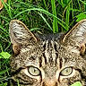 cat, tabby_cat, grass, greenery, nature, outdoor, animal, face, whiskers, ears, eyes, wildlife, mammal, closeup, camouflage, pet, feline, leaf, plant, alert