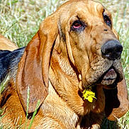 Billy a rejoint le concours — aidez-le/la à gagner de superbes lots ! dog, bloodhound, animal, pet, outdoor, grass, flower, close_up, brown_fur, ears, snout, nature, canine, muzzle, relaxed, summer, daylight, tongue_hidden, portrait, droopy_eyes