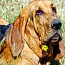 dog, bloodhound, animal, pet, outdoor, grass, flower, close_up, brown_fur, ears, snout, nature, canine, muzzle, relaxed, summer, daylight, tongue_hidden, portrait, droopy_eyes