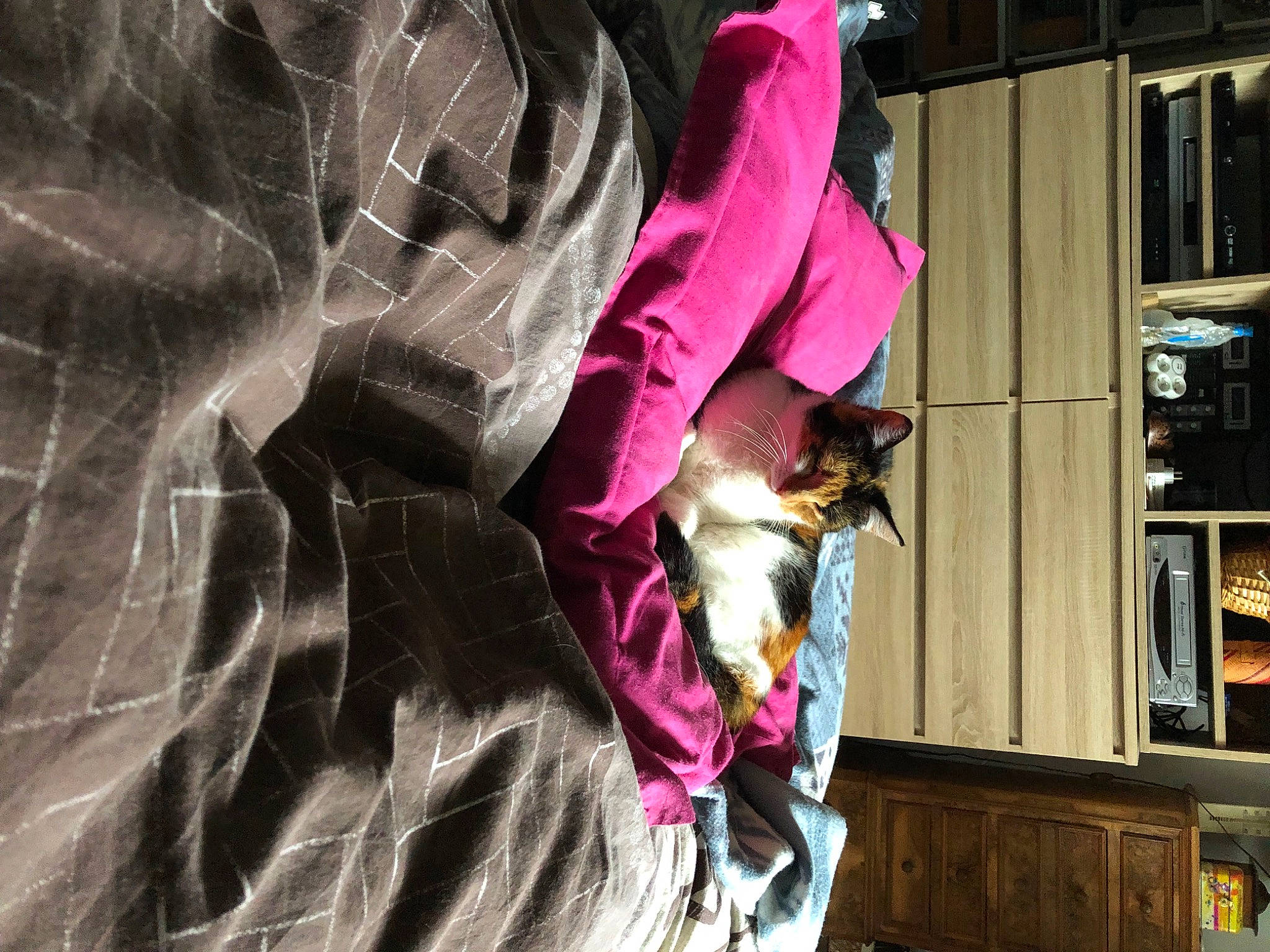 Pistache participe au concours pour gagner de l'argent avec cette photo : bookcase, carmine, eyewear, fashion_accessory, fashion_design, felidae, fictional_character, fur, headgear, linens, magenta, pattern, pink, purple, room, shelf, sunglasses, textile, tree, visual_arts