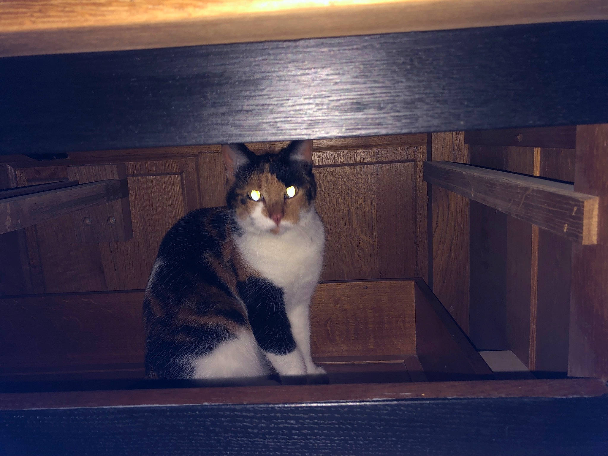 Pistache a rejoint le concours — aidez-le/la à gagner de superbes lots ! carnivore, cat, cloud, felidae, grey, light, lighting, mammal, morning, plant, rectangle, sky, small_to_medium_sized_cats, sunlight, sunset, tail, tints_and_shades, whiskers, window, wood