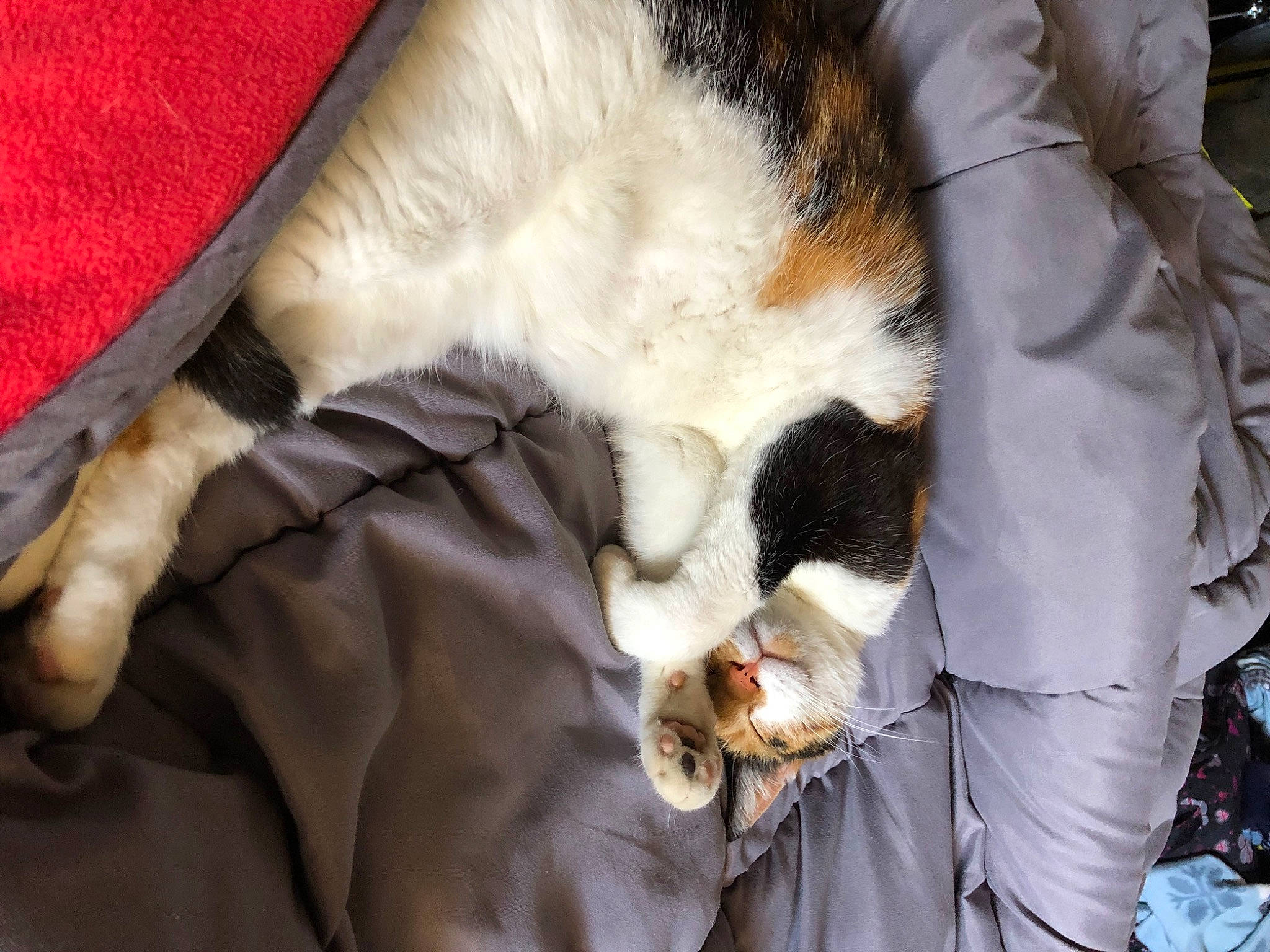 Pistache participe au concours pour gagner de l'argent avec cette photo : brown, canidae, carnivore, cat, claw, comfort, companion_dog, dog_breed, domestic_short_haired_cat, fawn, felidae, formal_wear, fur, hat, linens, paw, small_to_medium_sized_cats, sporting_group, tail, whiskers