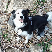 Tess a rejoint le concours — aidez-le/la à gagner de superbes lots ! dog, black_and_white, animal, pet, outdoor, rocks, twigs, leaves, happy, playful, fur, tail, nature, canine, mammal, looking_up, standing, adventure, tongue_out, harness
