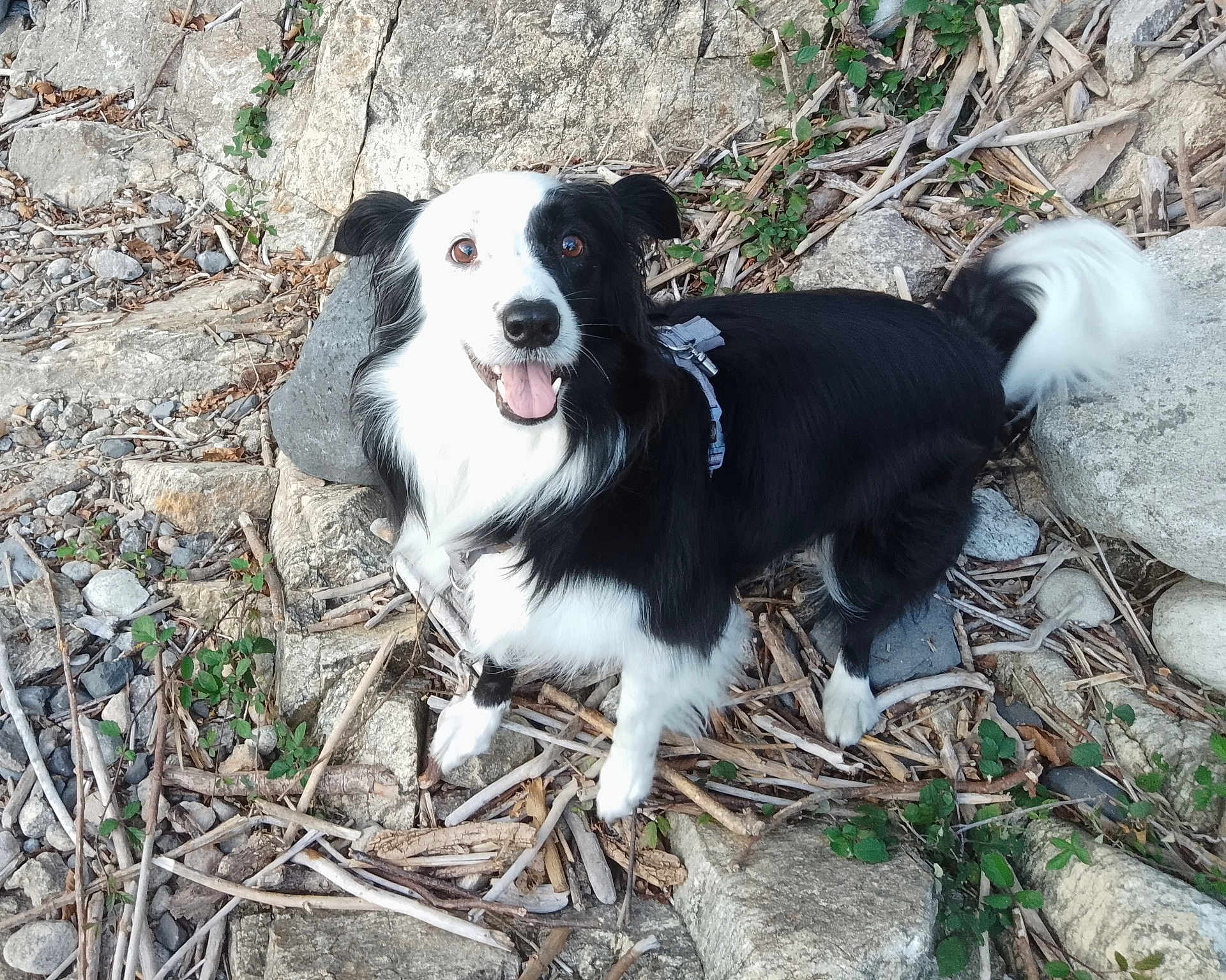 Tess a rejoint le concours — aidez-le/la à gagner de superbes lots ! dog, black_and_white, animal, pet, outdoor, rocks, twigs, leaves, happy, playful, fur, tail, nature, canine, mammal, looking_up, standing, adventure, tongue_out, harness