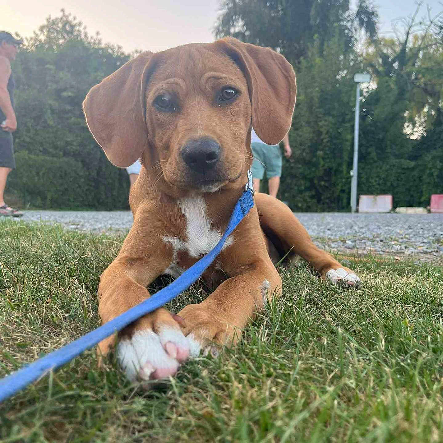 Simba a rejoint le concours — aidez-le/la à gagner de superbes lots ! animal, brown_dog, canine, closeup, cute, dog, face, grass, greenery, leash, nature, outdoor, paw, person, pet, portrait, puppy, summer, walking, young_dog