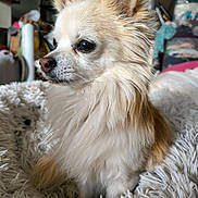 Bambi a rejoint le concours — aidez-le/la à gagner de superbes lots ! dog, pet, fluffy, cream_colored, small_dog, long_hair, ears, eyes, blanket, cozy, indoor, household, fur, cute, animal, companion, side_view, soft_texture, relaxed, domestic