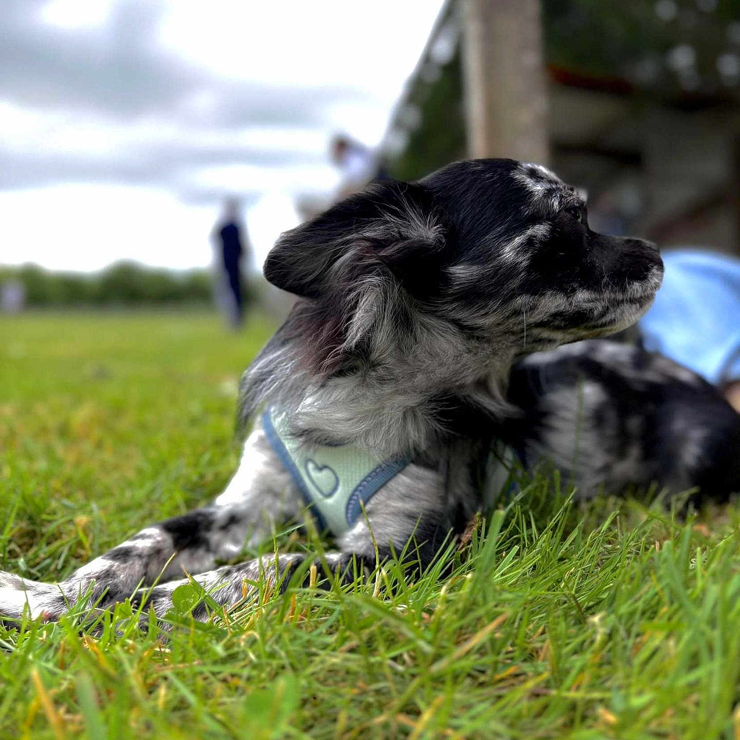 Oreo a rejoint le concours — aidez-le/la à gagner de superbes lots ! animal, black_and_white, blurred_background, canine, closeup, daytime, dog, field, fur, grass, harness, lying_down, mammal, nature, outdoor, peaceful, pet, resting, side_view, summer