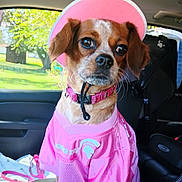 Precious joined the competition — help win amazing prizes! dog, pet, car_interior, pink_clothing, visor, collar, seat, window, tree, daylight, brown_fur, small_dog, portrait, animal, casual, outdoor_view, leash, seatbelt, vehicle, cute