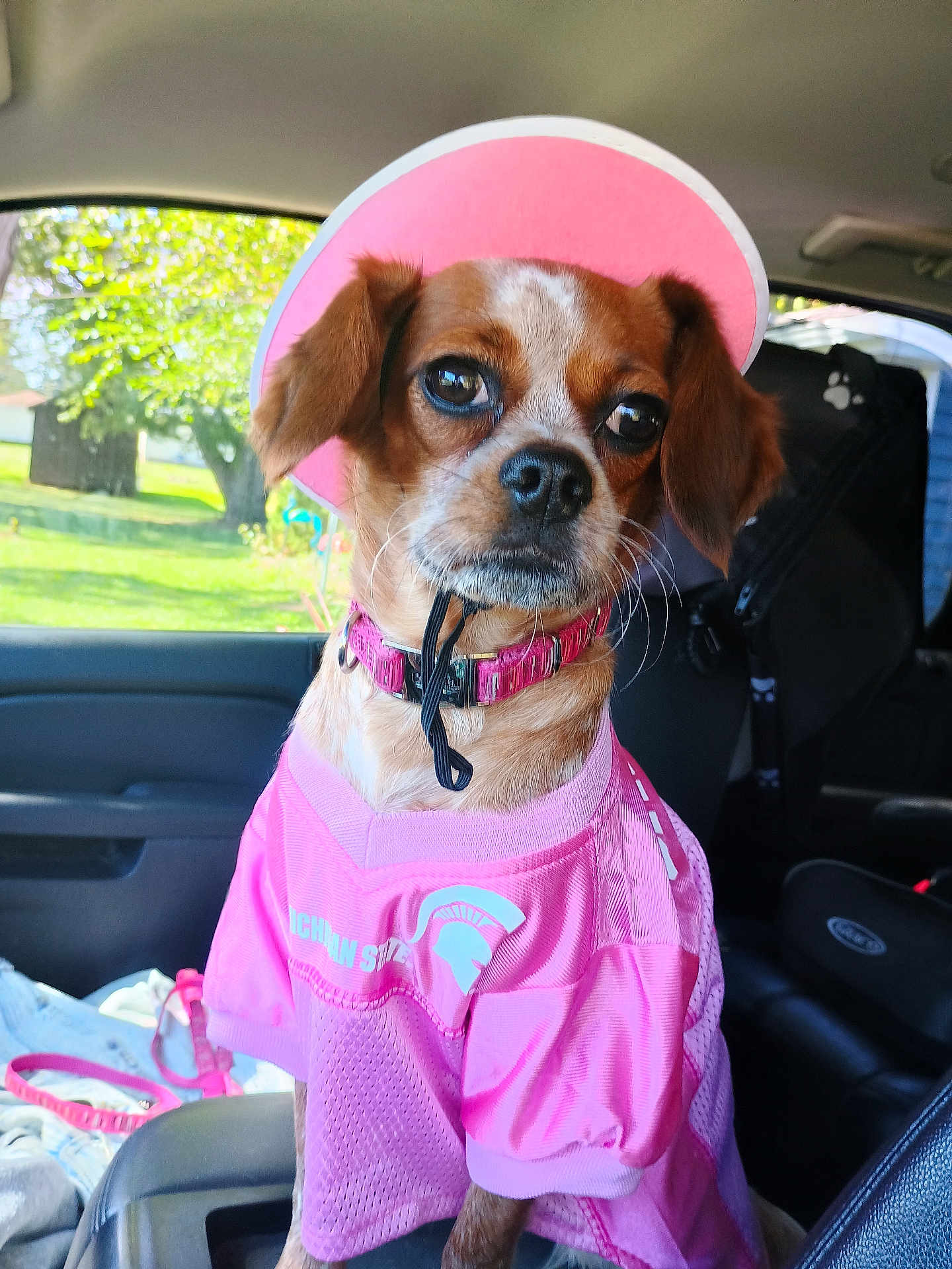 Precious joined the competition — help win amazing prizes! dog, pet, car_interior, pink_clothing, visor, collar, seat, window, tree, daylight, brown_fur, small_dog, portrait, animal, casual, outdoor_view, leash, seatbelt, vehicle, cute