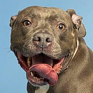 Lola joined the competition — help win amazing prizes! dog, canine, portrait, close_up, happy, tongue_out, playful, brown_fur, pet, animal, friendly, ears, snout, teeth, expression, looking_at_camera, studio_background, cute, mammal, domestic_animal