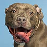 dog, canine, portrait, close_up, happy, tongue_out, playful, brown_fur, pet, animal, friendly, ears, snout, teeth, expression, looking_at_camera, studio_background, cute, mammal, domestic_animal
