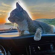 Demon joined the competition — help win amazing prizes! animal, car_interior, cat, clouds, dashboard, domestic_cat, feline, hill, nature, orange_sky, paw, pet, relaxing, road, scenic, side_view, sunset, tabby_cat, vehicle, whiskers