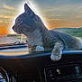 animal, car_interior, cat, clouds, dashboard, domestic_cat, feline, hill, nature, orange_sky, paw, pet, relaxing, road, scenic, side_view, sunset, tabby_cat, vehicle, whiskers