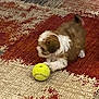 Kyra is registered to the contest to win money with this photo: puppy, dog, tennis_ball, carpet, indoor, playful, pet, brown, white, small_dog, cute, animal, fur, toy, floor, patterned_carpet, young_dog, crouching, focused, domestic