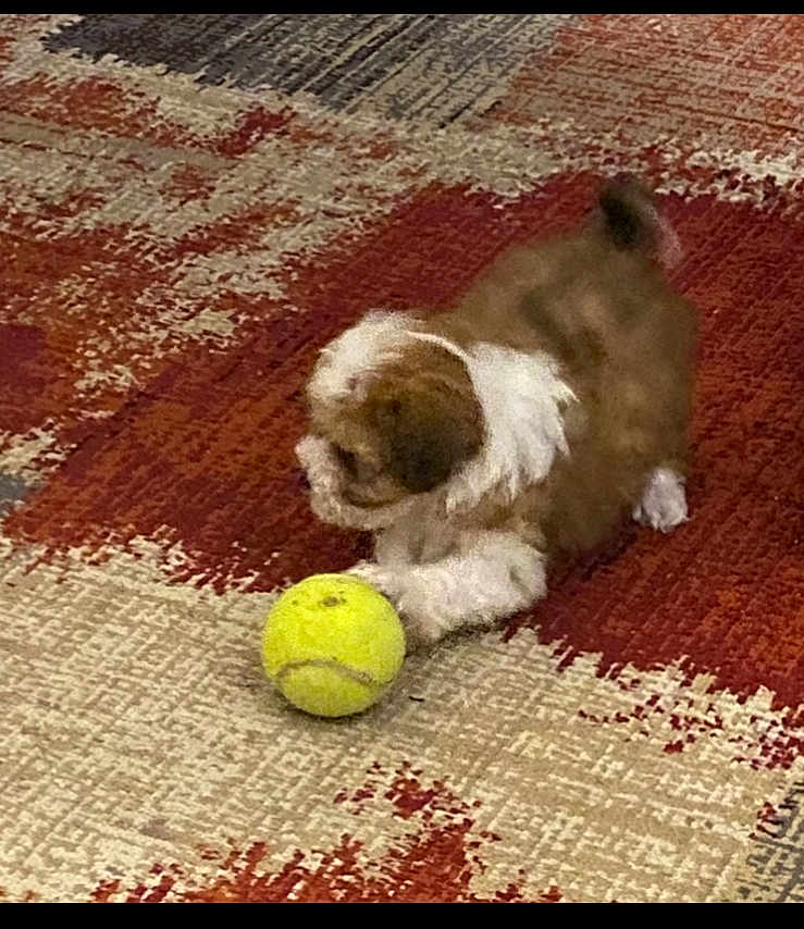 Kyra is registered to the contest to win money with this photo: puppy, dog, tennis_ball, carpet, indoor, playful, pet, brown, white, small_dog, cute, animal, fur, toy, floor, patterned_carpet, young_dog, crouching, focused, domestic